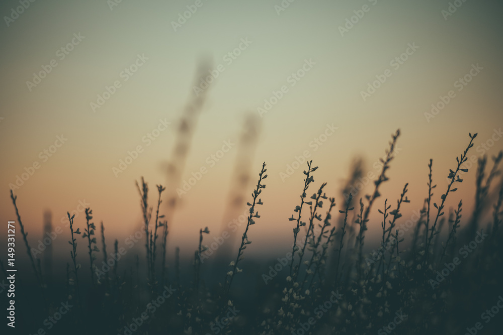 Obraz premium sunset and grass