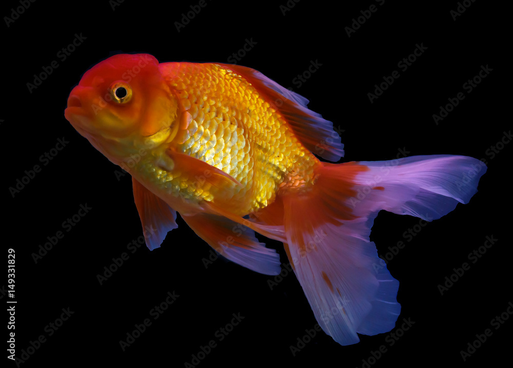 Goldfish swim on black background Goldfish swim on black background