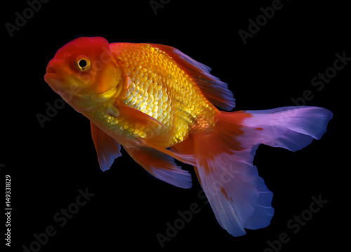 Goldfish swim on black background