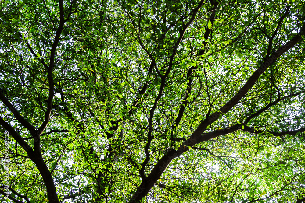 Under large tree shaped like umbrella