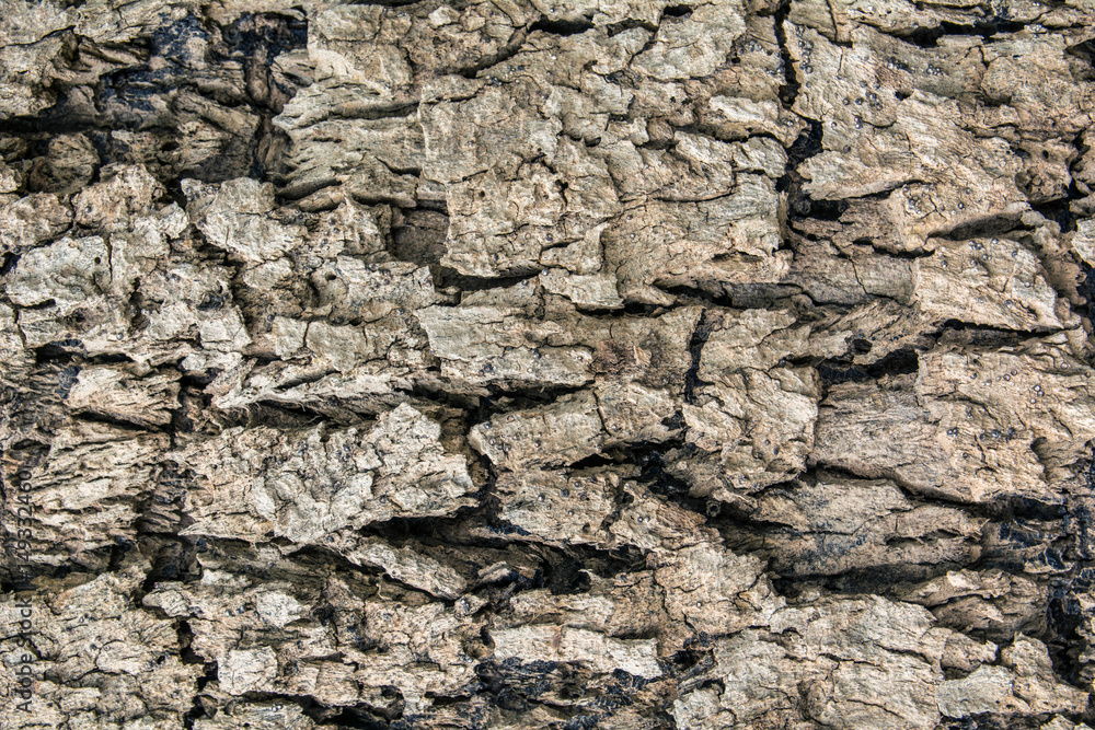 tree bark texture pattern. wood rind for background tree bark texture pattern. wood rind for background