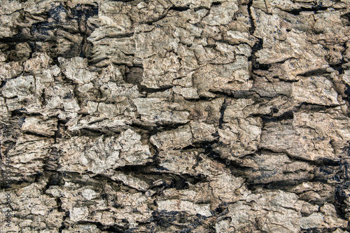 tree bark texture pattern. wood rind for background