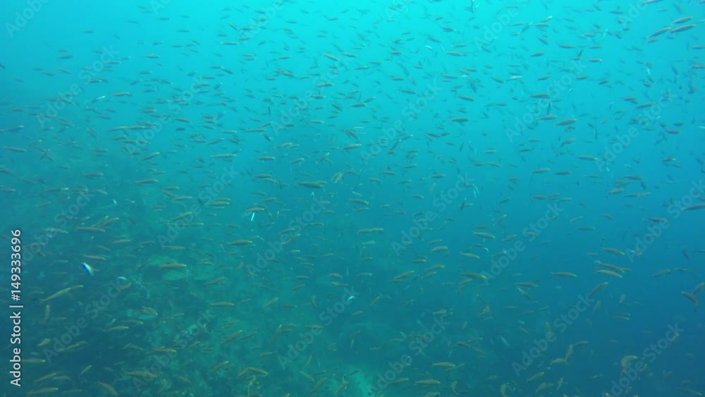 Sardines fish underwater in ocean Sardines fish underwater in ocean