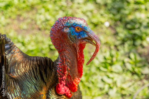 Turkey looking angry in extreme closeup on a spring meadow. Authentic farm series.