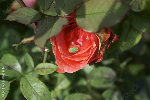 Palomena prasina / shield bug on Rose flower