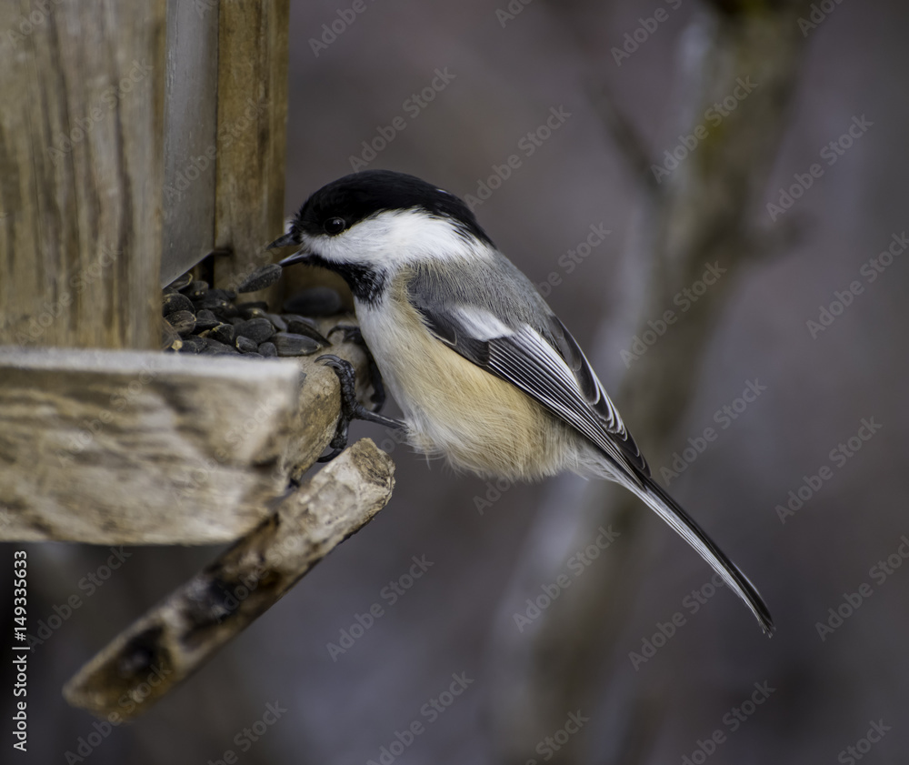 Fototapeta premium Chickadee at feeder
