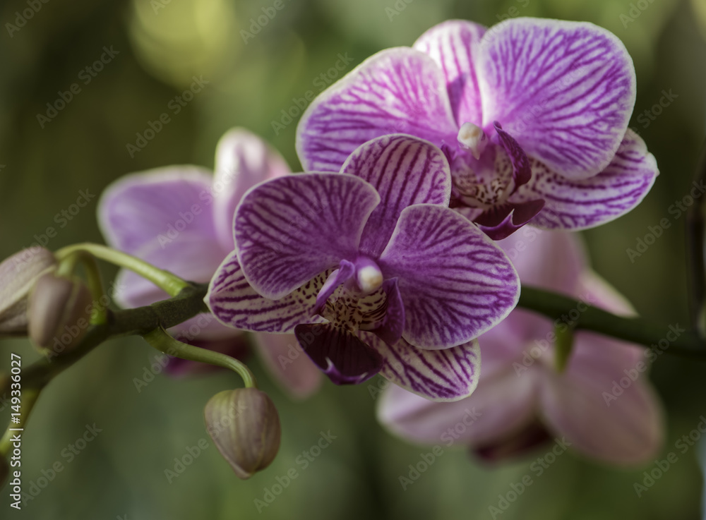 Obraz premium Orchid blooms