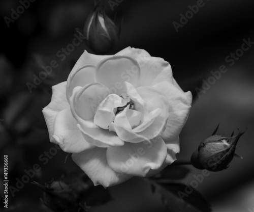 Black and white rose