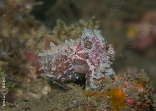 Action of Pygmy cuttlefish   Sepia bandensis   at Lembeh strait  Indonesia. This tiny  not over 2 cm. long