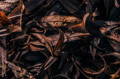 leafs texture dark light fall