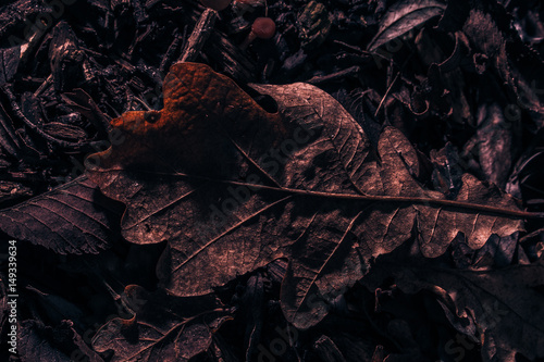 macro leaf texture dark