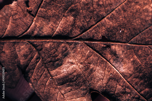 macro leaf texture dark old