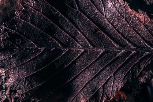 macro leaf texture dark