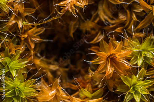 leaf texture flowery fall  2