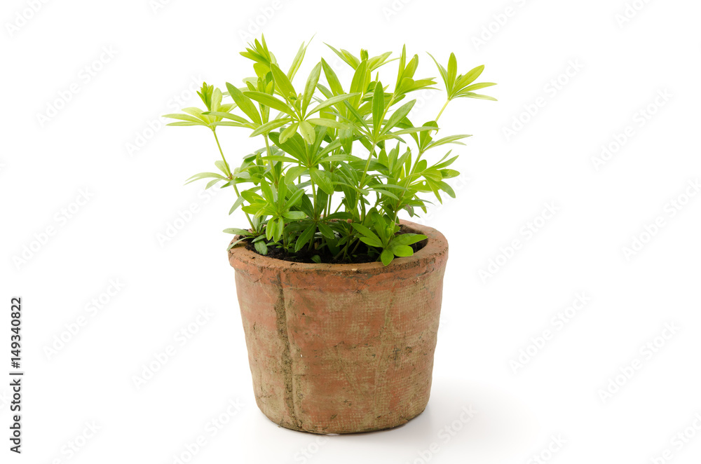 Waldmeister Waldmeister
