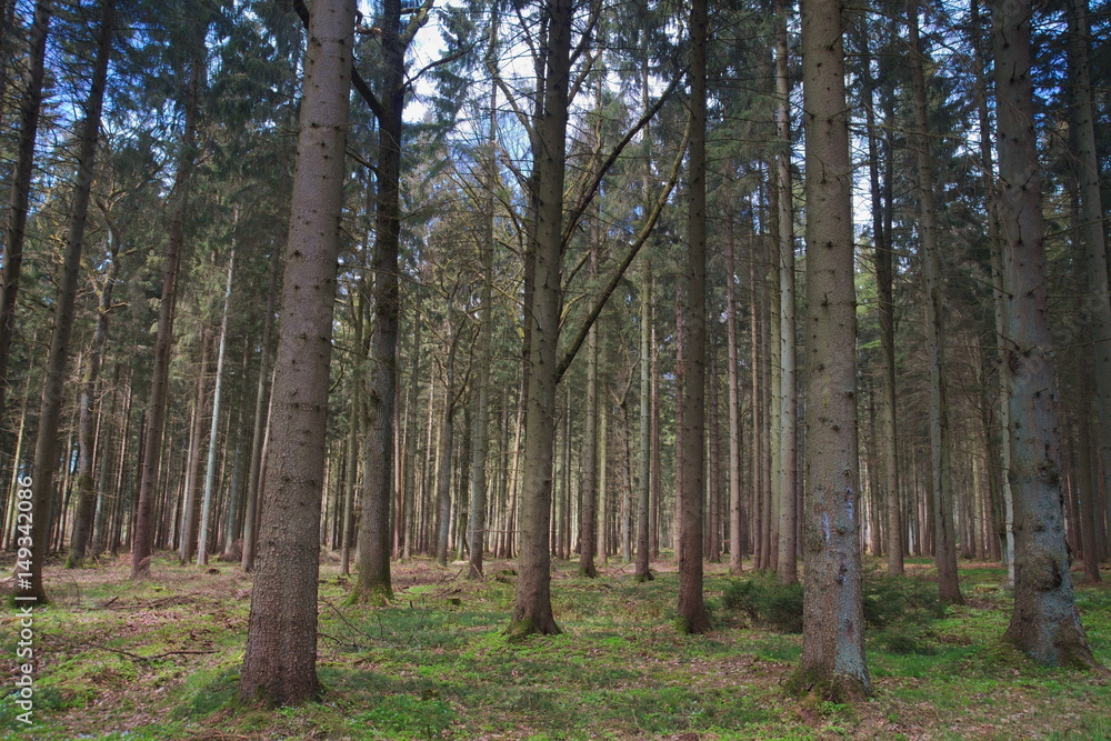 Schöne Nadelbäume in einem Wald