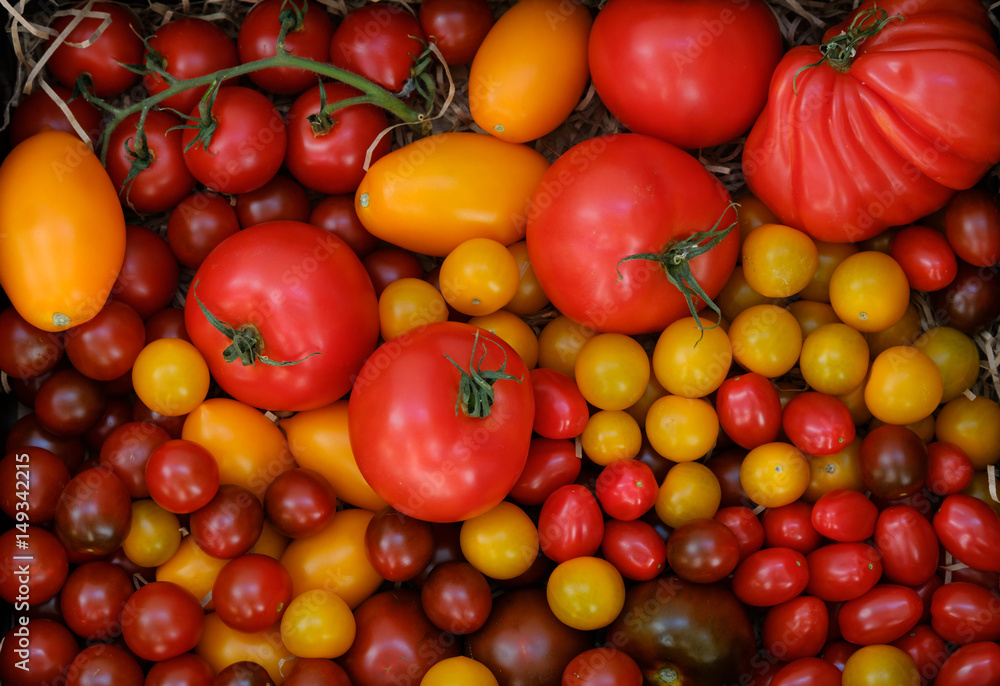 Different varieties of ripe tomato harvest