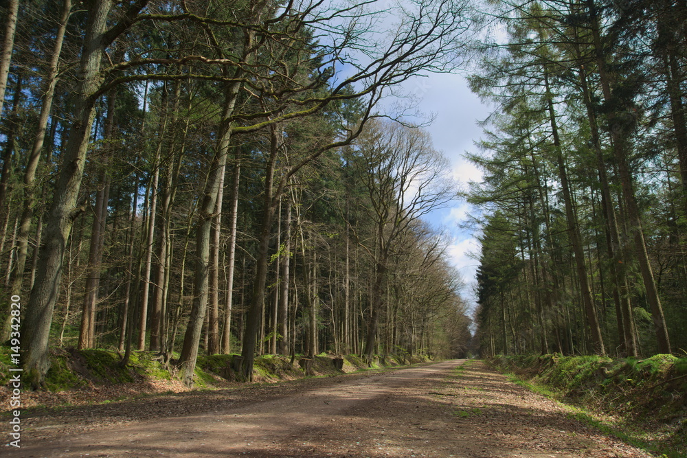 Langer Weg durch einen Wald Langer Weg durch einen Wald