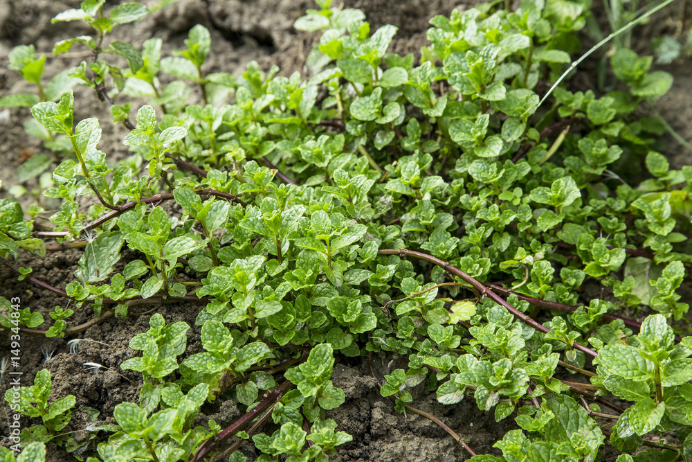 Fresh aromatic mint herb growing in the garden Fresh aromatic mint herb growing in the garden