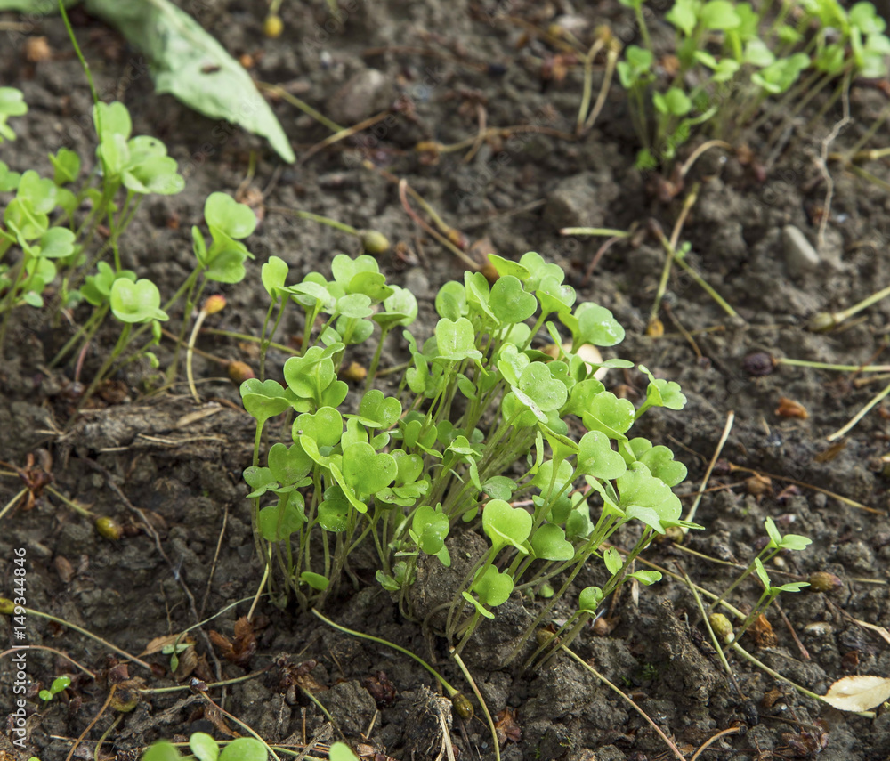 Fresh organic arugula sprouts heap growing in the garden Fresh organic arugula sprouts heap growing in the garden