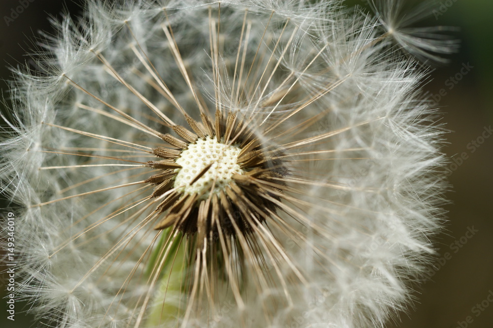 Obraz premium Pusteblume