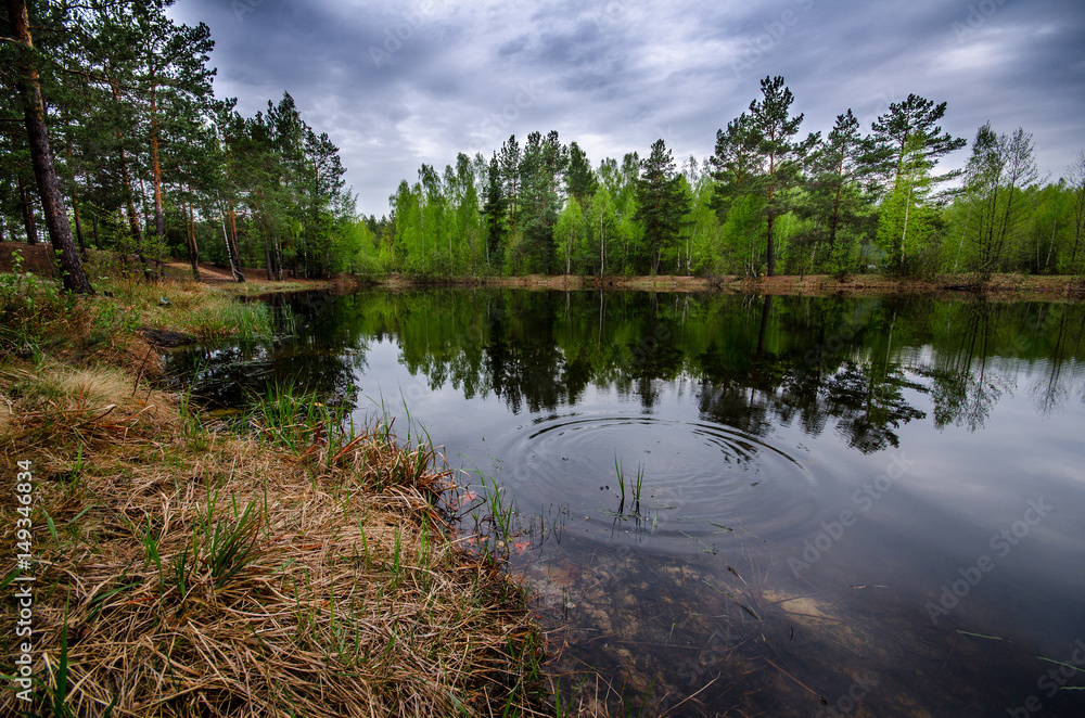 forest landscape with river