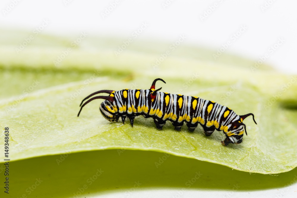 Naklejka premium Caterpillar of plain tiger butterfly eating leaf
