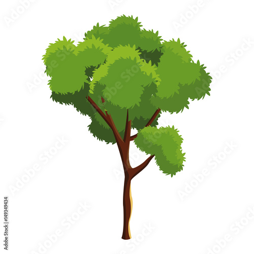 tree foliage trunk branching over white background vector illustration