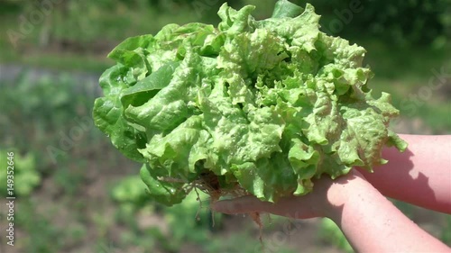 High quality video of hands holding lettuce in real 1080p slow motion 250fps photo