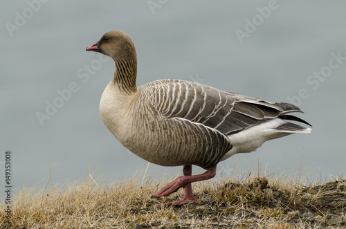 Oie à bec court, .Anser brachyrhynchus, Pink footed Goose, Spitzberg, Svalbard, Norvège photo