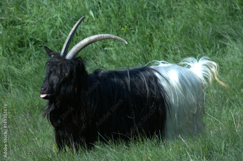 Fototapeta premium Walliser Ziege