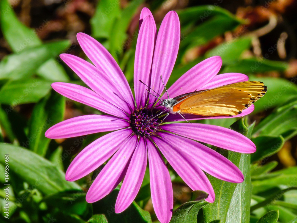 Obraz premium Butterfly on a Flower