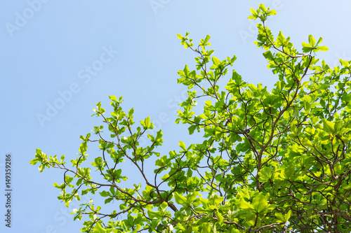 Branches and green foliage of sea almond tree with space of blue sky ( Terminalia catappa L., Bengal Almond, Indian Almond )