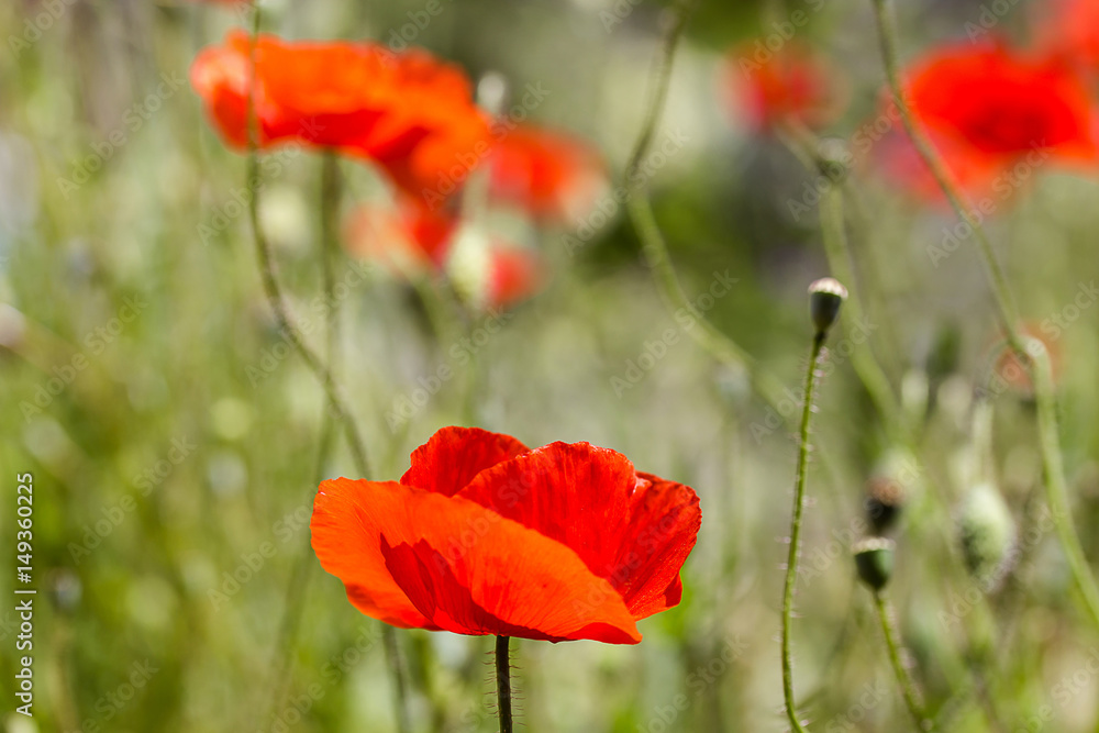 Obraz premium poppies background