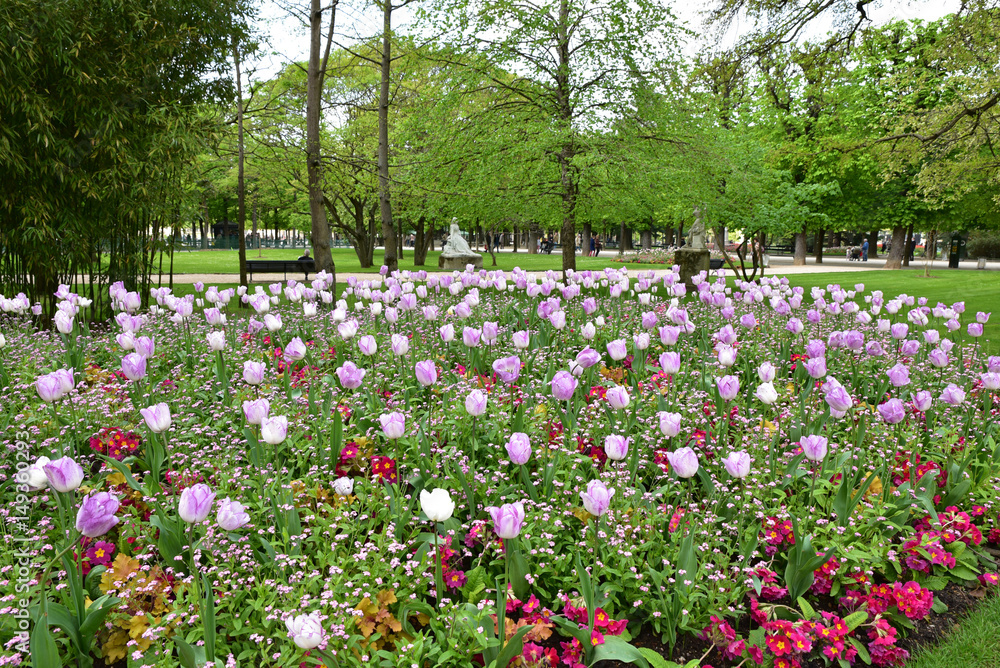 Tulipes au jardin du Luxembourg à Paris, France