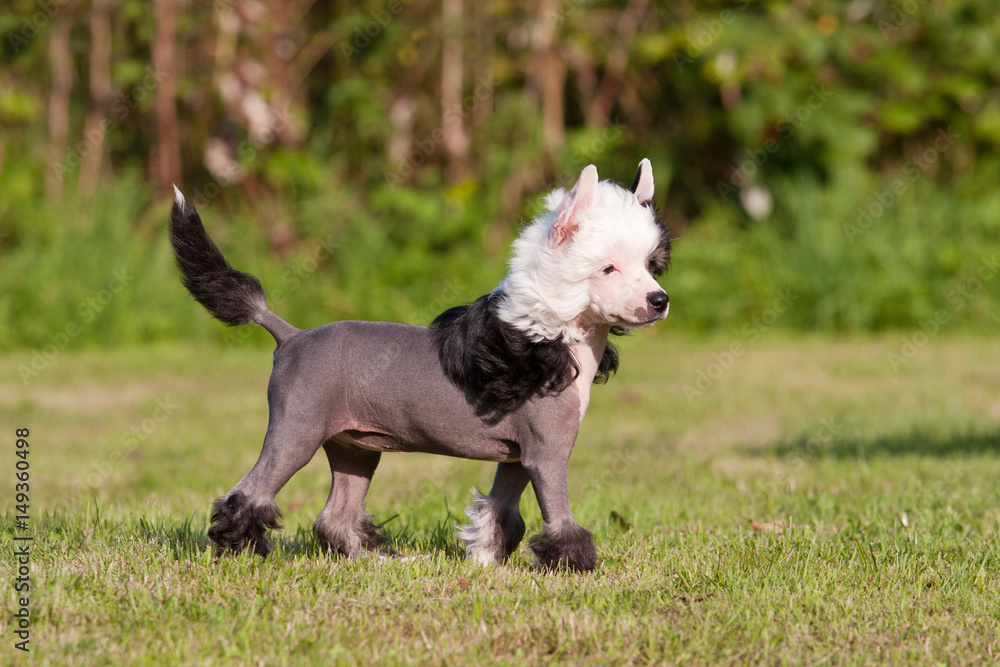 Portrait of nice young chinese crested dog Portrait of nice young chinese crested dog