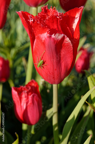 Tulipe rouge avec sauterelle