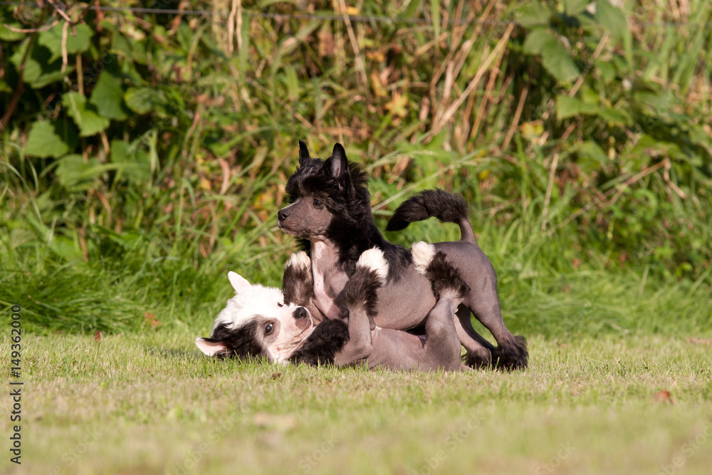 Two young chinese crested dog playing together