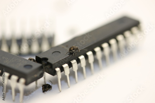 BUG, Real living beetle on microcontrollers and microchips, white background photo