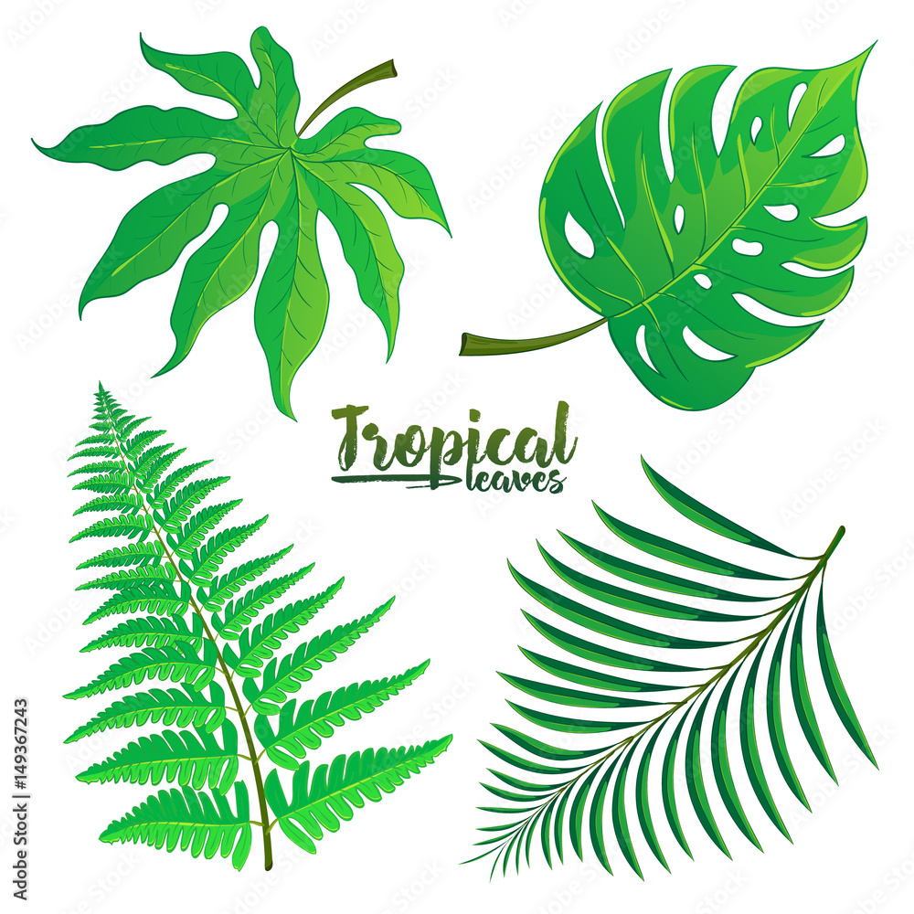 Vector set of tropical palm leaves isolated on white background. Vector  illustration in hand drawn cartoon style. Can be used for design your  website or print publications and other. Stock Vector |