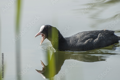 Obraz na płótnie Fulica atra