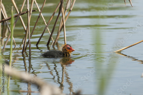 Fulica atra photo