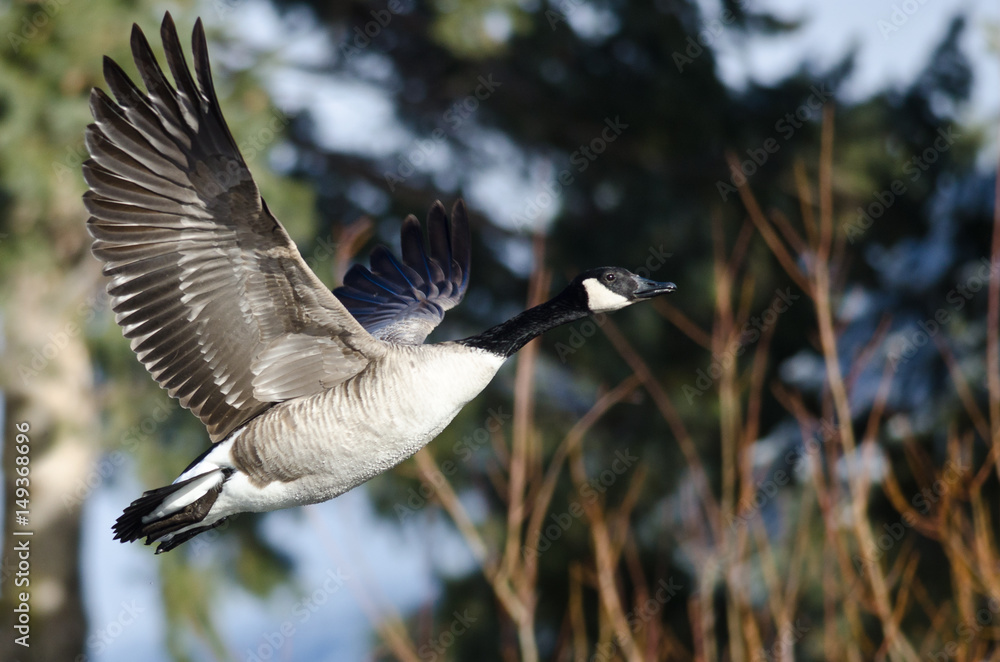 Canada Goose Flying Low Over the Wetlands Canada Goose Flying Low Over the Wetlands