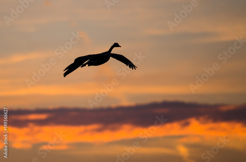 Canada Goose Silhouetted in the Sunset Sky As It Flies