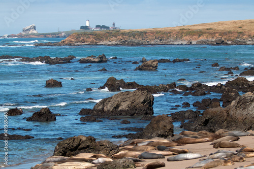 Fotografie Elephant Seal Colony at Piedras Blancas lighthouse north of San Simeon on the Ce