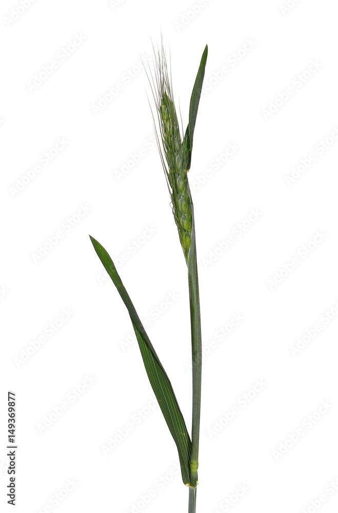 green ears of wheat isolated on white background, with clipping path green ears of wheat isolated on white background, with clipping path