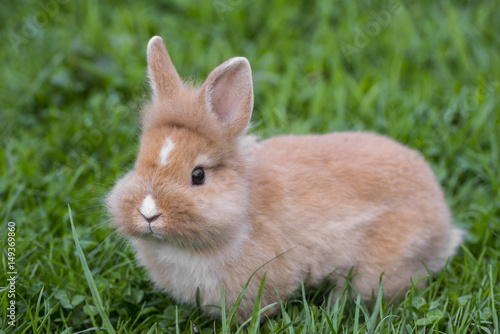 pet dwarf rabbit