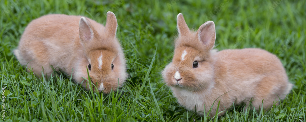 Naklejka premium pet dwarf rabbits