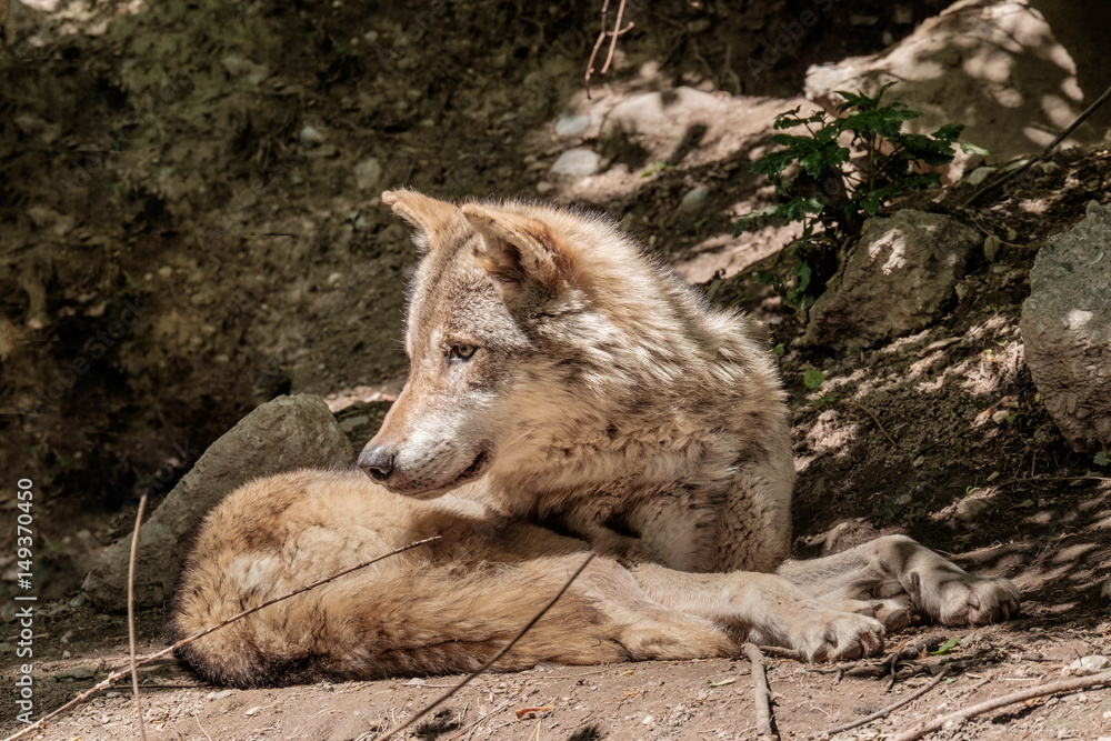 Fototapeta premium Liegender Wolf