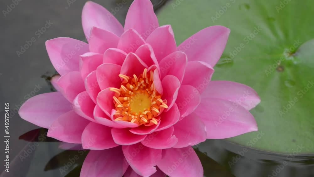 Nymphaeaceae is a family of flowering plants, commonly called water lilies. Nymphaeaceae is a family of flowering plants, commonly called water lilies.